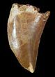 Serrated, Carcharodontosaurus Tooth #52845-1